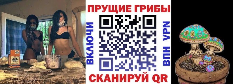где можно купить   Апшеронск  Псилоцибиновые грибы Psilocybe 